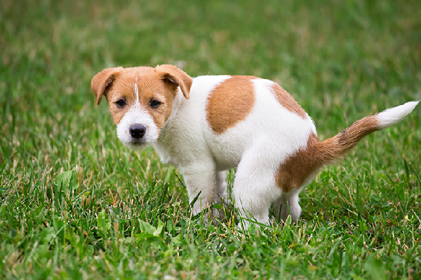 Poop Buddy - Dog’s Potty Traning Tips